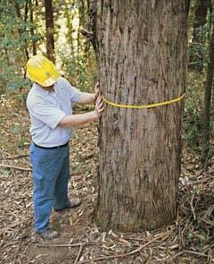 Foresters manage, use, and help protect forests and other natural resources. Work in public forests and parks.