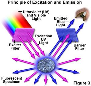 Fluorescence microscopy False color images.