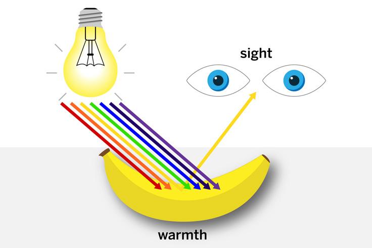 When you look at a banana, reflected yellow wavelengths hit your eye, where their energy is absorbed.