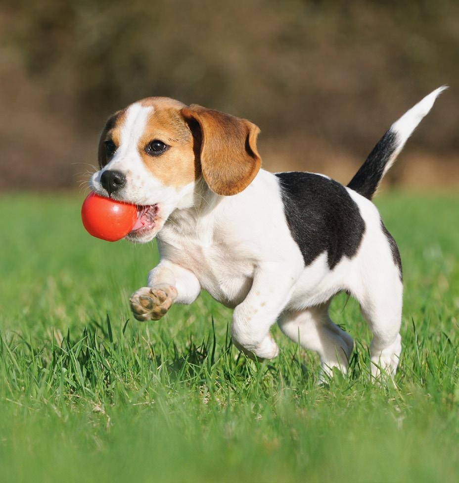 Do Dogs See Red? If you throw a red ball into a big green lawn, your dog might take a little longer to find it.