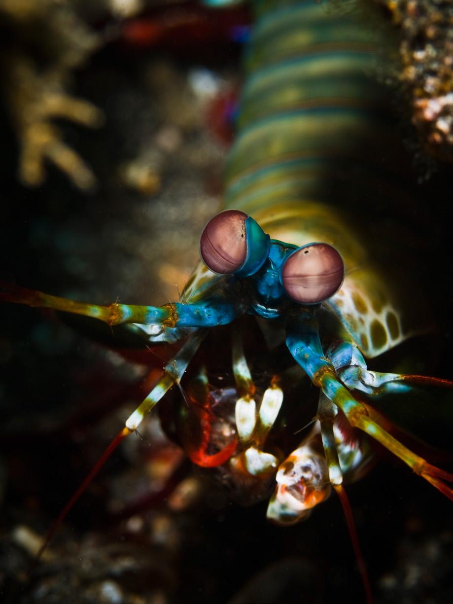 The Mantis Shrimp Has Cones for Many Colors Light Waves 2015 The Regents of the University of California Permission granted to purchaser to photocopy for classroom use.