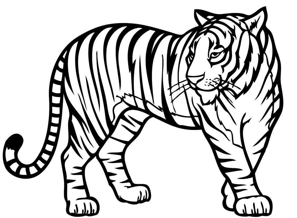 Colour our national animal Tiger Amazing fact