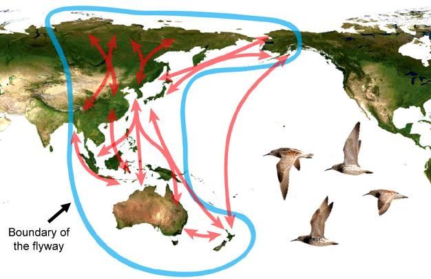 Figure 1. The East Asian-Australasian Flyway (Reproduced courtesy of the Partnership for the East Asian-Australasian Flyway, 2011) Figure 2.