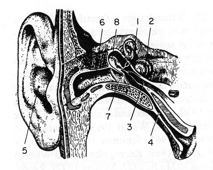 1.2. HOW HUMANS PERCEIVE A SOUND IMAGE Figure 1.2: A cross section of the ear (adapted from Möricke and Mergenthaler 1959). 1: Semicircular canals. 2: Cochlea. 3: Eardrum-tensioning muscles.