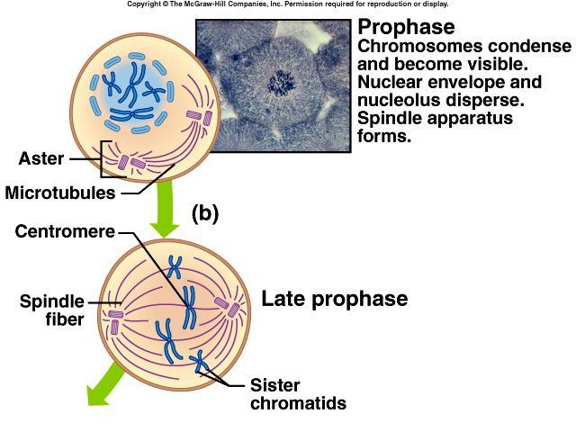 Prophase What