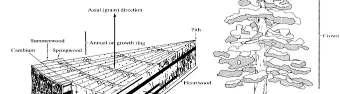 Introduction Sections of the Trunk 1. Outer Bark - protection 2. Inner Bark - sap transport 3.
