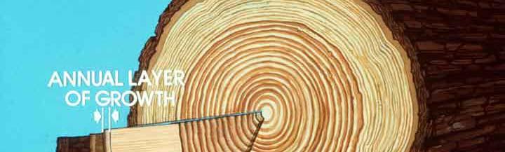 Macrostructure Growth Rings Growth rings vary in width depending on species and site conditions.