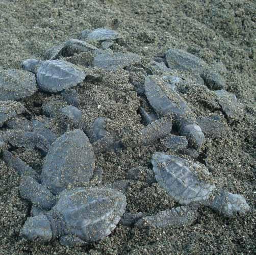 INTRODUCTION Our goal is to guarantee the health and ecological success of the sea turtles nesting on the Osa Peninsula by integrating conservation, research and educational outreach.