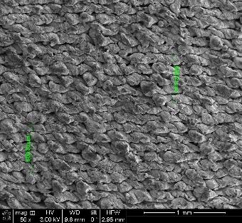 SEM images of a blackened sample at 400 C with a line