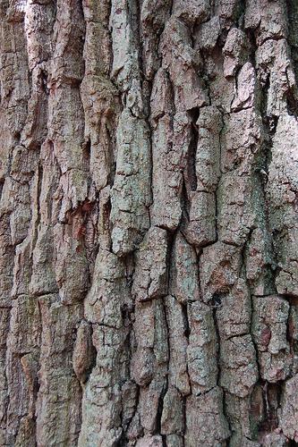 Textures Activity 7 - Rubbings The bark protects the tree from insects, diseases, and injury. Feel the bark of a tree. Does it feel rough or smooth?