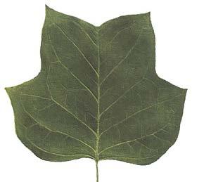 to 7 leaves on a piece of paper, 8½ x 11 (one leaf