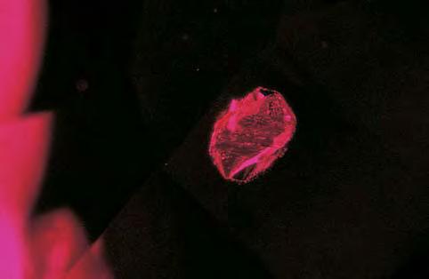 Figure 26. This colorless, roughly tabular inclusion in an unheated ruby from Myanmar was identified as anhydrite, which has not been identified previously as an inclusion in gem corundum.