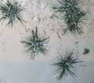 It contains small radiating sprays of black needles that measure up to a few millimeters across (again, see figure 30).