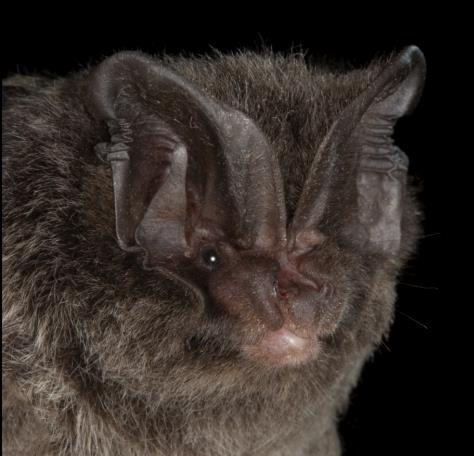 Alcathoe Bechstein s Barbastelle Night time surveys Mist netting bats and removal from nets Harp trapping bats Use of the sonic lure and different calls available Handling and bat