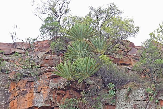 Bezhoek Lodge Mpumalanga Cycads Encephalartos middelburgensis After our return from the UK I was invited to take part in a team doing a survey of the birds of Bezuidenhoutshoek Farm near Middelburg