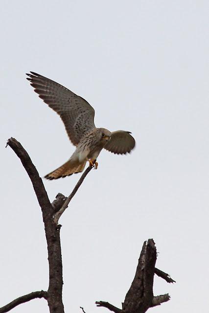Lesser Kestrel female settling into the roost for the evening And lastly so that the mammals also have a place here.