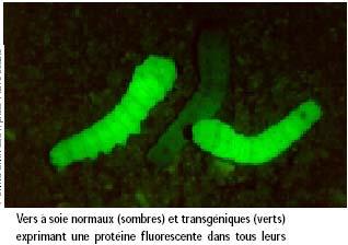 hepatisis C virus Transgenic silkworms