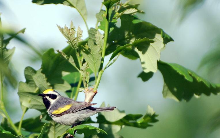 7th Congressional District Project: Identifying golden-winged warbler habitat preferences and life history characteristics to inform conservation throughout its breeding range Target species: