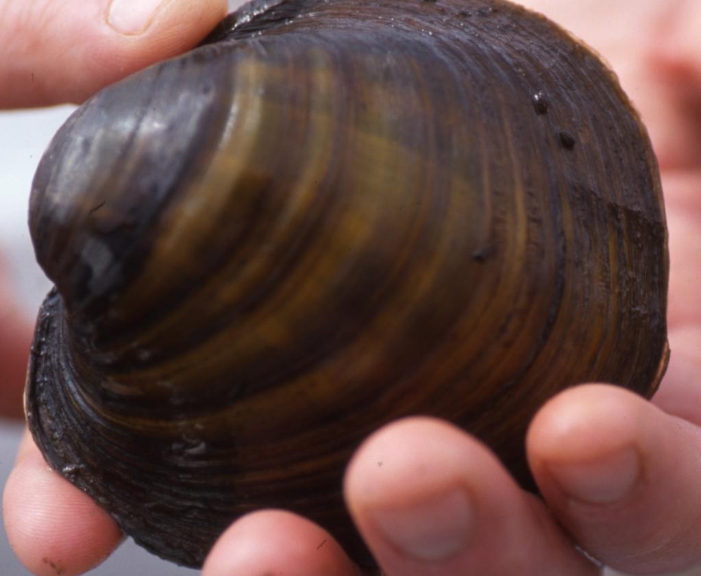 4th and 5th Congressional Districts Project: Restoration and monitoring of freshwater mussels.