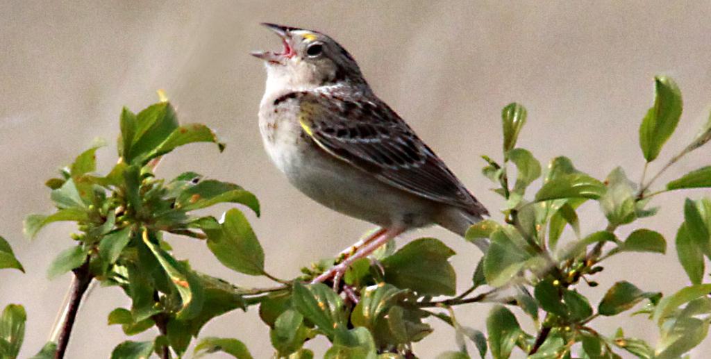 7th Congressional District Project: Identifying and mapping priority areas for grasshopper sparrow conservation Target species: Grasshopper sparrow and other prairie species Conservation Need: The