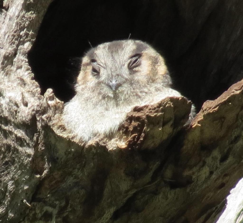 Page5 Australian Owlet-Nightjar photographed sunning in a tree hollow.