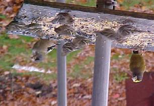 feeders all winter as wildlife will become