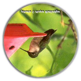 Hummingbird plants Ruby-throated