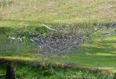 Brush piles & rock piles Provide escape cover, nesting sites & den sites for cottontail