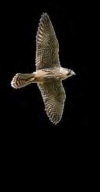 10 COMMON BUZZARD Large brown bird with brown and white markings. Soars high in sky on thermals on fine days. Hunts over farmland and open land with sparse forests.