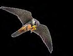 HABITAT & CONSERVATION EFFORTS The Hobby hunts over open countryside and in the vicinity of lakes and rivers, feeding their young with dragonflies and other insects.