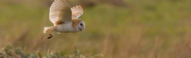 3 Working to conserve Wild Birds of Prey in South Gloucestershire The (HOT) is the only charity in the UK solely dedicated to conserving all Britain s wild birds of prey and their habitats.