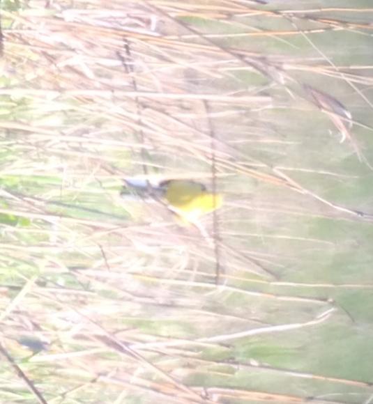On the way to a watchtower a wagtail flew off the road which looked suspiciously like a citrine. I got out of the car but could see no further sign of the bird nightmare!