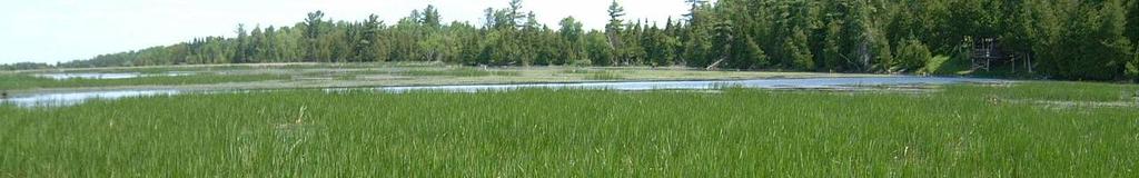 Lake St. Clair Coastal Wetlands in 2050: Modelling Wetland Community Responses to Climate Change Water Level Scenarios Joel W. Ingram 1, Linda D. Mortsch 2, Susan E. Doka 3, Andrea J. Hebb 2, Shawn W.