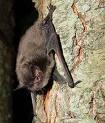 Providing a home, as well as water, space and cover, can increase the chances that a friendly pest-eating bat will take up residence nearby and offer effective, free, environmentally friendly pest