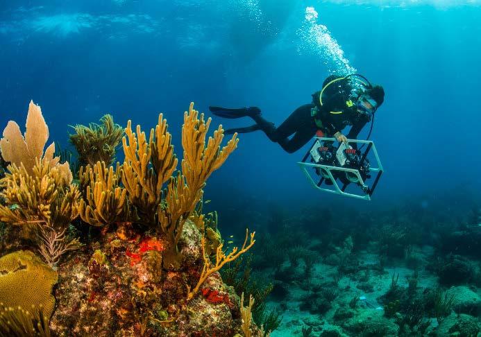 100 Island Challenge Description: This research initiative employs novel approaches for studying coral reef community dynamics through the application of underwater photomosaic technology.