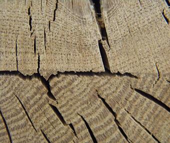 identify real delaminations versus wood cells
