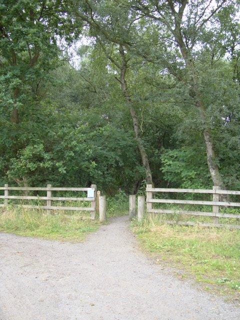 Above: The entrance to Windy Bank Wood and the path which winds itself along its edge towards