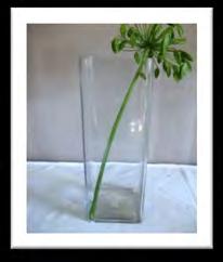 Glassware Square Vase Height :