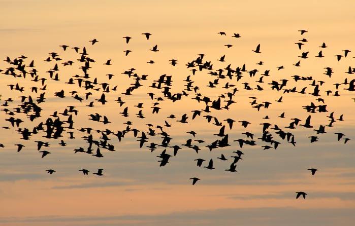 Lindude kevadränne Kablis Liivi lahe rannikul koondub lindude ränne nii kevadel kui sügisel suhteliselt kitsale rannikualale.