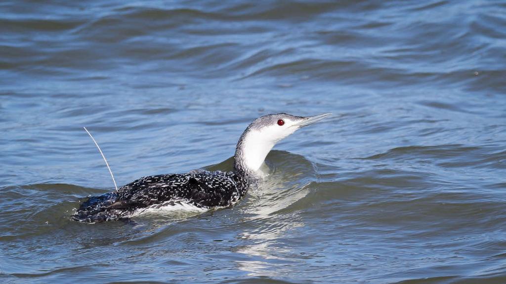 Determining Wintering Areas and Migrations Routes of Red-throated Loons (Gavia stellata) in Atlantic Offshore Waters Using Satellite Tracking Red-throated Loon (Gavia stellata) released with