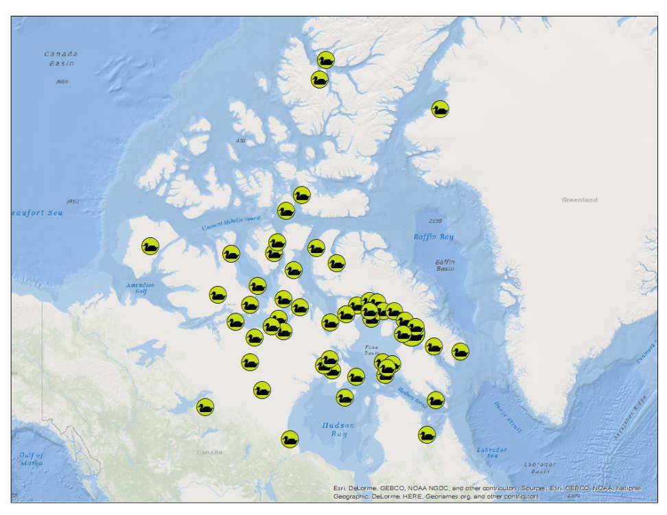 Breeding Grounds Nunavut, Northwest Territories, Quebec, Manitoba, and