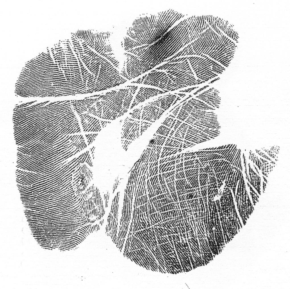 Figure 4 Known left palmprint