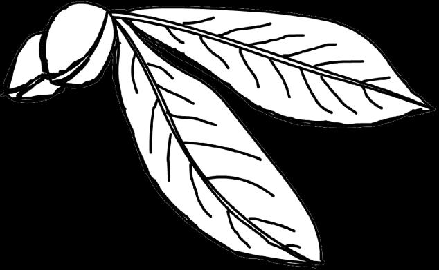 littoralis (Looking-glass Tree) Cue 2:Brown fruit has a shape like