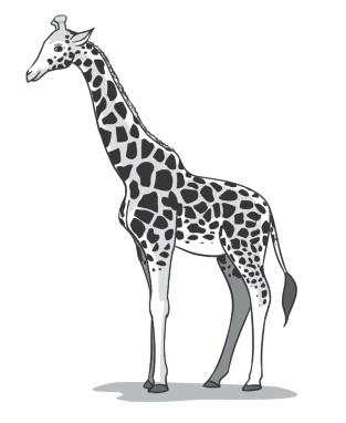 The Giraffe Math and Science Activity 8-3 Did You Know? The giraffe is the tallest living land mammal. It ranges in height from about 6 ft (180 cm) at birth to about 18 ft (550 cm) at full maturity.