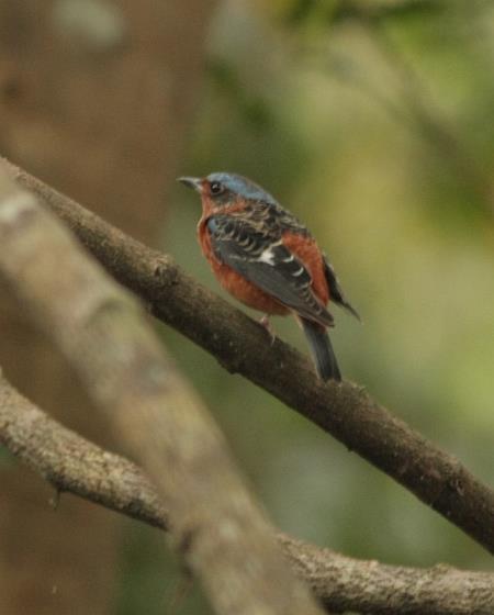 Notable Birds Seen at "1st Bathing Point" Tickell's Blue Flycatcher (1 pair), Scaly-Crowned Babbler (>2), Siberian Blue Robin (1 pair) and White-Rumped Shama (1) were seen bathing from 1700-1800h.