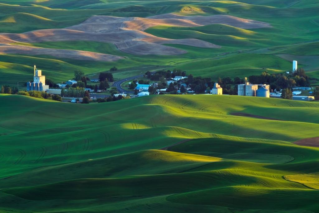 Sidelight In this photograph from the Palouse region in Washington, sidelight emphasizes the curves in the hillside.
