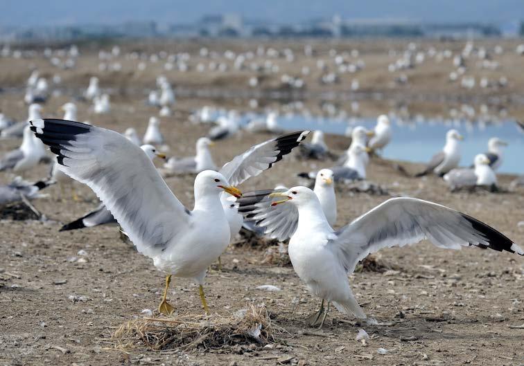 California Gull Breeding Population Growth in San Francisco Bay 60,000 50,000 Gull Population Size 40,000 30,000 20,000 10,000 0 1980 1985