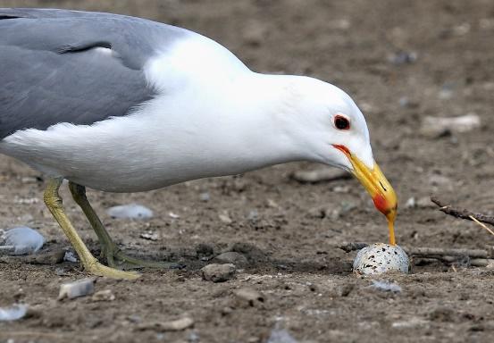 Gull Diet in San Francisco Bay (based on stable isotope analysis) 100% 80% Landfill foraging strategy Estuarine foraging strategy % of Gull Diet 60% 40% 20% 0% Individual gulls will specialize on