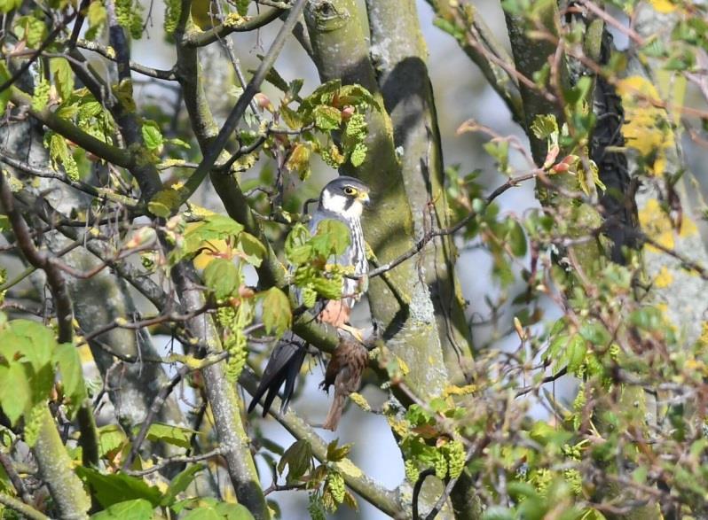 On the 26 th the first Hobby was at Princes Parade, a Marsh Harrier arrived in off the sea at Seabrook and a Common Sandpiper, a Sand Martin, 30 House Martins and 60 Swallows were at Nickolls Quarry.