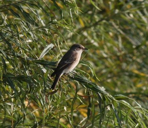 There was a fairly quiet start to the month though small numbers of Wheatears, Whitethroats, Lesser Whitethroats, Willow Warblers and Blackcaps were passing through and more uncommon migrants